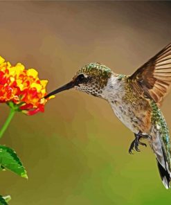 Hummingbird Paint By Numbers