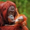 Orangutan With Baby Paint By Numbers