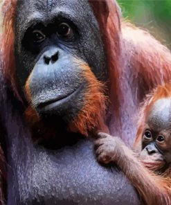 Orangutans Family Paint By Numbers