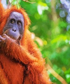 Orangutan Animal Paint By Numbers