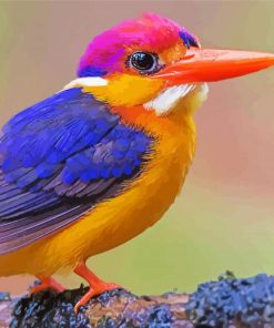 Colorful Cute Kingfisher Paint By Numbers