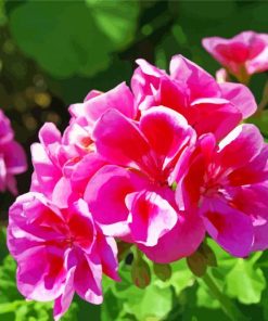 Pink Geraniums Paint By Numbers