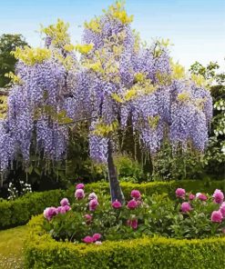 Wisteria Roses Paint By Numbers