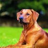 Big Ridgeback Puppy Paint By Numbers