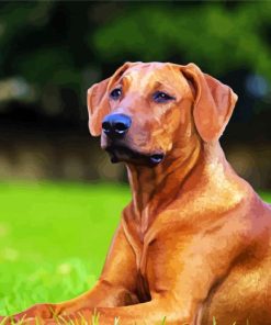 Big Ridgeback Puppy Paint By Numbers