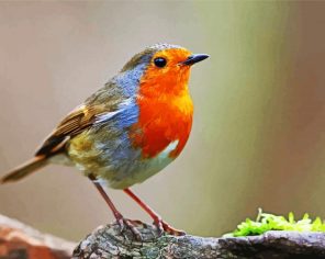 Robin Bird Paint By Numbers