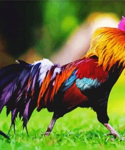 Wild Rooster Paint By Numbers