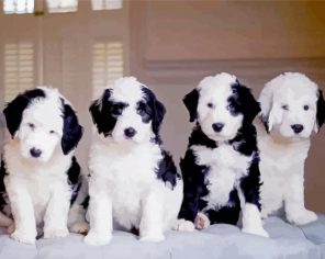 Sheepadoodle Puppy Paint By Numbers