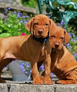 Vizsla Puppies Paint By Numbers