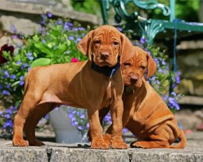 Vizsla Puppies Paint By Numbers
