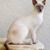 White Siamese Kitty Paint By Numbers