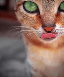 Abyssinian Kitty Paint By Numbers
