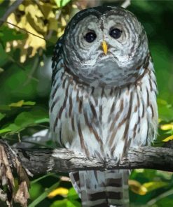 Barred Owl Paint By Numbers