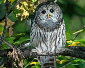 Barred Owl Paint By Numbers