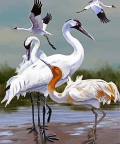 Artistic Crane Birds Paint By Numbers