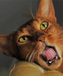Brown Abyssinian Kitty Paint By Numbers
