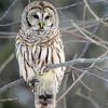 Cute Barred Owl Paint By Numbers
