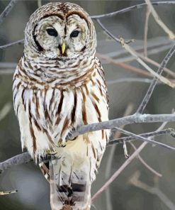 Cute Barred Owl Paint By Numbers