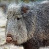 Peccary Animal Paint By Numbers