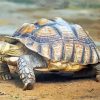 Sulcata Turtle Paint By Numbers