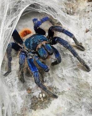 Tarantula Spider Paint By Numbers