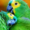 Amazon Parrots Paint By Numbers