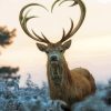 Deer Heart Corns Paint By Numbers