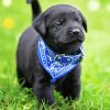 Labrador Puppy Paint By Numbers