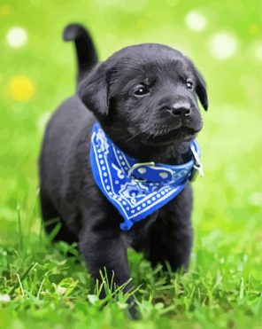 Labrador Puppy Paint By Numbers