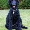 Black Toy Poodle Paint By Numbers