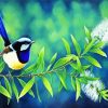 Blue Wren Bird Paint By Numbers