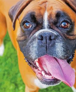 Cute Boxer Dog Paint By Numbers