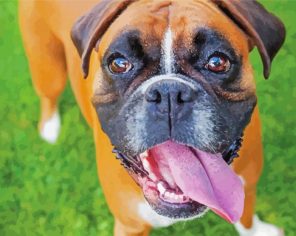 Cute Boxer Dog Paint By Numbers