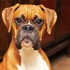 Boxer Puppy Paint By Numbers