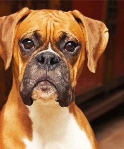 Boxer Puppy Paint By Numbers