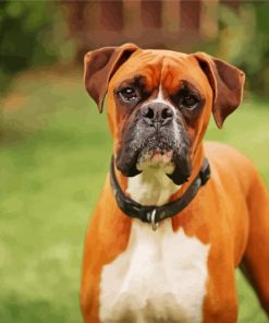 Boxer Hound Paint By Numbers