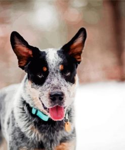Cute Heeler Dog Paint By Numbers