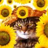 Cat With Sunflowers Paint By Numbers