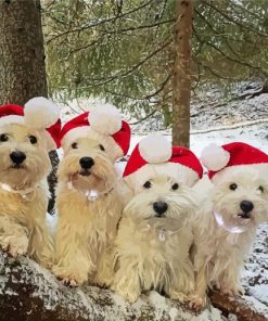 Westie Terrier Puppies Paint By Numbers