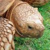 African Tortoise Paint By Numbers