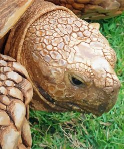 African Tortoise Paint By Numbers