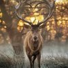 Deer Animal Paint By Numbers