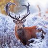 Deer In Winter Paint By Numbers