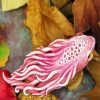 Artistic Nudibranch Paint By Numbers