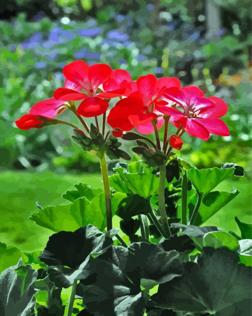 Geraniums Blossomes Paint By Numbers