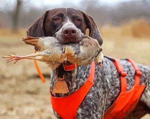 Hunting Dog Paint By Numbers