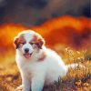 Great Pyrenees Puppy Paint By Numbers