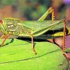 Green Locust Paint By Numbers