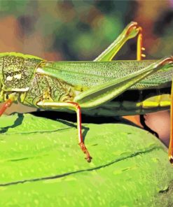 Green Locust Paint By Numbers