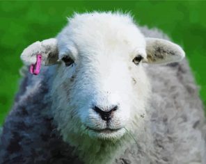 White Herdwick Paint By Numbers